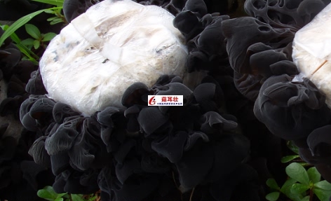 木耳增黑增厚图片